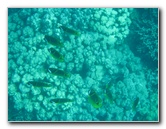 Two-Step-Snorkeling-Honaunau-Bay-South-Kona-Big-Island-011