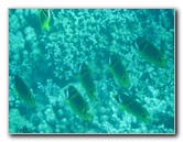 Two-Step-Snorkeling-Honaunau-Bay-South-Kona-Big-Island-012