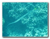 Two-Step-Snorkeling-Honaunau-Bay-South-Kona-Big-Island-013