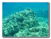 Two-Step-Snorkeling-Honaunau-Bay-South-Kona-Big-Island-014
