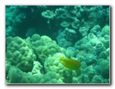 Two-Step-Snorkeling-Honaunau-Bay-South-Kona-Big-Island-015
