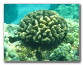 Two-Step-Snorkeling-Honaunau-Bay-South-Kona-Big-Island-016