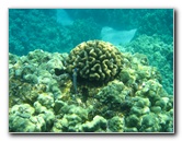 Two-Step-Snorkeling-Honaunau-Bay-South-Kona-Big-Island-017