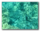 Two-Step-Snorkeling-Honaunau-Bay-South-Kona-Big-Island-018