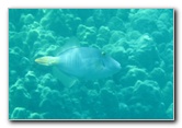 Two-Step-Snorkeling-Honaunau-Bay-South-Kona-Big-Island-020