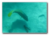 Two-Step-Snorkeling-Honaunau-Bay-South-Kona-Big-Island-021