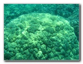 Two-Step-Snorkeling-Honaunau-Bay-South-Kona-Big-Island-022