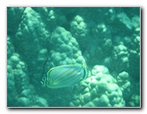 Two-Step-Snorkeling-Honaunau-Bay-South-Kona-Big-Island-024