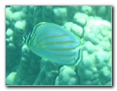 Two-Step-Snorkeling-Honaunau-Bay-South-Kona-Big-Island-025