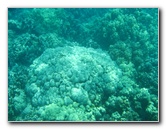 Two-Step-Snorkeling-Honaunau-Bay-South-Kona-Big-Island-026