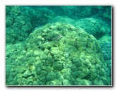 Two-Step-Snorkeling-Honaunau-Bay-South-Kona-Big-Island-027
