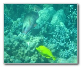 Two-Step-Snorkeling-Honaunau-Bay-South-Kona-Big-Island-028