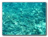 Two-Step-Snorkeling-Honaunau-Bay-South-Kona-Big-Island-029