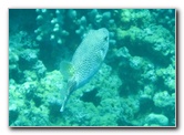 Two-Step-Snorkeling-Honaunau-Bay-South-Kona-Big-Island-030