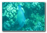 Two-Step-Snorkeling-Honaunau-Bay-South-Kona-Big-Island-031