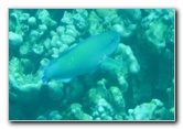 Two-Step-Snorkeling-Honaunau-Bay-South-Kona-Big-Island-032