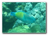 Two-Step-Snorkeling-Honaunau-Bay-South-Kona-Big-Island-033