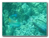 Two-Step-Snorkeling-Honaunau-Bay-South-Kona-Big-Island-035