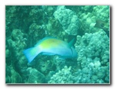 Two-Step-Snorkeling-Honaunau-Bay-South-Kona-Big-Island-036