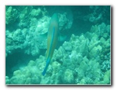 Two-Step-Snorkeling-Honaunau-Bay-South-Kona-Big-Island-037