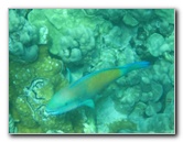 Two-Step-Snorkeling-Honaunau-Bay-South-Kona-Big-Island-038