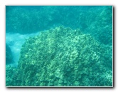 Two-Step-Snorkeling-Honaunau-Bay-South-Kona-Big-Island-039