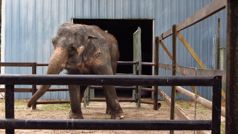 Two-Tails-Ranch-Exotic-Animal-Sanctuary-Williston-FL-004