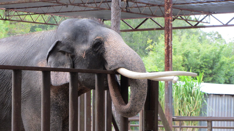 Two-Tails-Ranch-Exotic-Animal-Sanctuary-Williston-FL-007