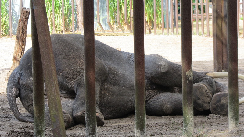Two-Tails-Ranch-Exotic-Animal-Sanctuary-Williston-FL-008