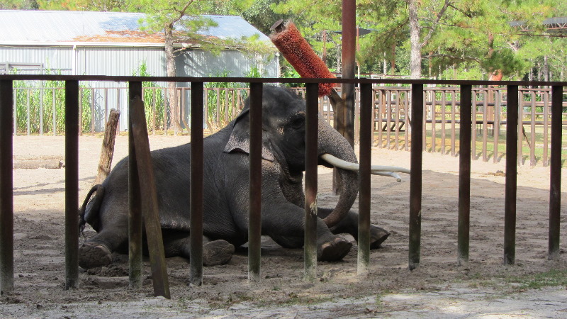 Two-Tails-Ranch-Exotic-Animal-Sanctuary-Williston-FL-009