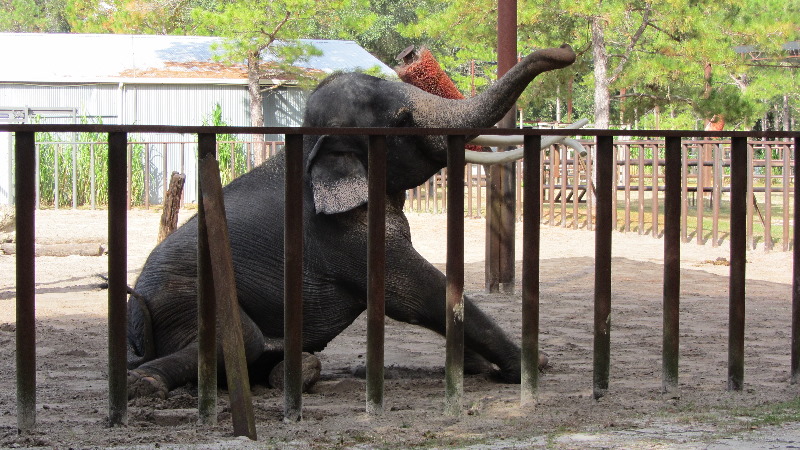 Two-Tails-Ranch-Exotic-Animal-Sanctuary-Williston-FL-010