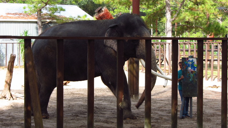 Two-Tails-Ranch-Exotic-Animal-Sanctuary-Williston-FL-016