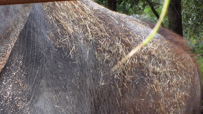 Two-Tails-Ranch-Exotic-Animal-Sanctuary-Williston-FL-018