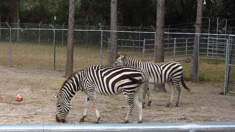 Two-Tails-Ranch-Exotic-Animal-Sanctuary-Williston-FL-019