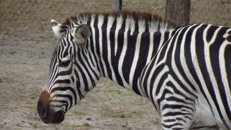 Two-Tails-Ranch-Exotic-Animal-Sanctuary-Williston-FL-020