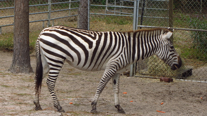Two-Tails-Ranch-Exotic-Animal-Sanctuary-Williston-FL-022