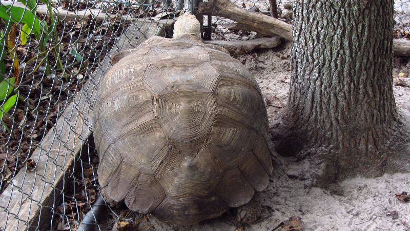 Two-Tails-Ranch-Exotic-Animal-Sanctuary-Williston-FL-024