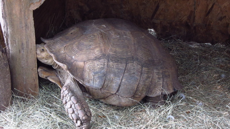 Two-Tails-Ranch-Exotic-Animal-Sanctuary-Williston-FL-027