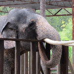 Two Tails Ranch Exotic Animal Sanctuary - Williston, FL