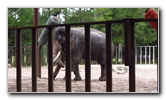 Two-Tails-Ranch-Exotic-Animal-Sanctuary-Williston-FL-005