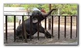 Two-Tails-Ranch-Exotic-Animal-Sanctuary-Williston-FL-010