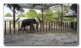 Two-Tails-Ranch-Exotic-Animal-Sanctuary-Williston-FL-012