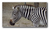 Two-Tails-Ranch-Exotic-Animal-Sanctuary-Williston-FL-020