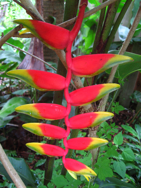 USF-Botanical-Gardens-Tampa-FL-011