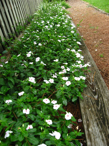 USF-Botanical-Gardens-Tampa-FL-014