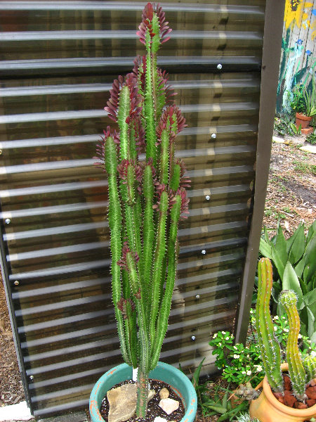 USF-Botanical-Gardens-Tampa-FL-017