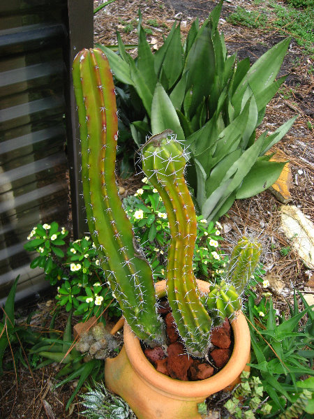 USF-Botanical-Gardens-Tampa-FL-018