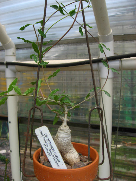 USF-Botanical-Gardens-Tampa-FL-019