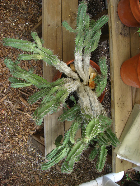 USF-Botanical-Gardens-Tampa-FL-020