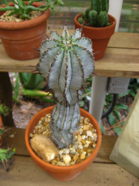 USF-Botanical-Gardens-Tampa-FL-021